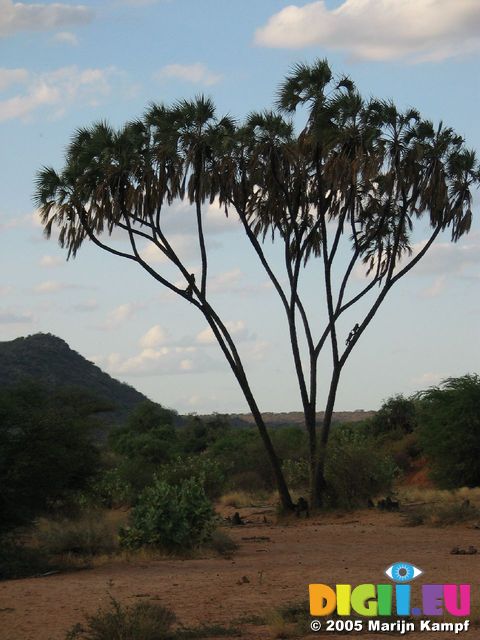 14075 Baboons (monkeys) in a tree